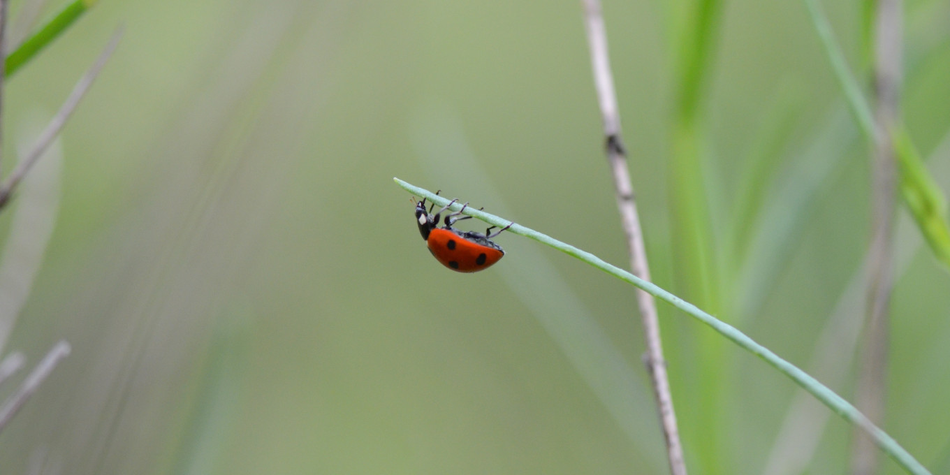 Coccinelle à sept points (Coccinella septempunctata) © Charlotte Descamps